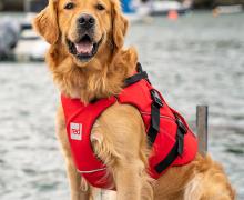 Red Dog Buoyancy Aid